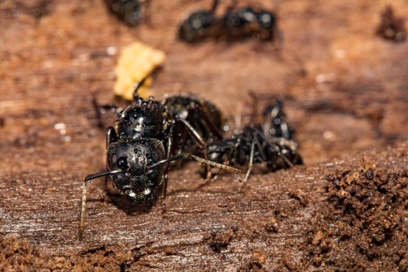 Carpenter Ant Exterminators