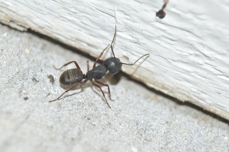 Carpenter Ant Exterminators