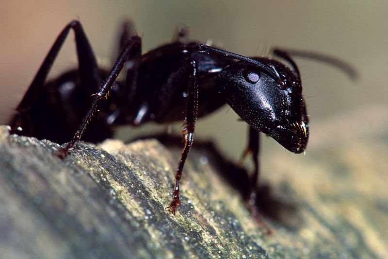 Carpenter Ant Exterminators