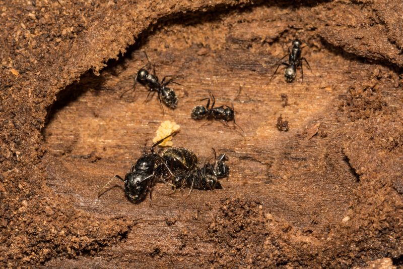 Carpenter Ant Exterminators detail