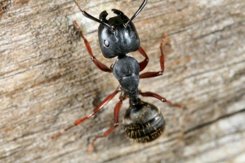 Carpenter Ant Exterminators detail
