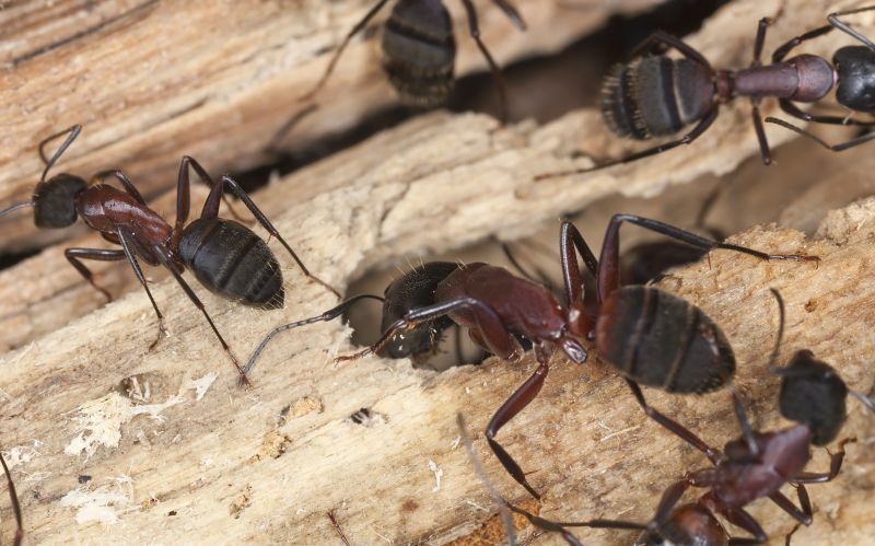 Carpenter Ant Exterminators detail