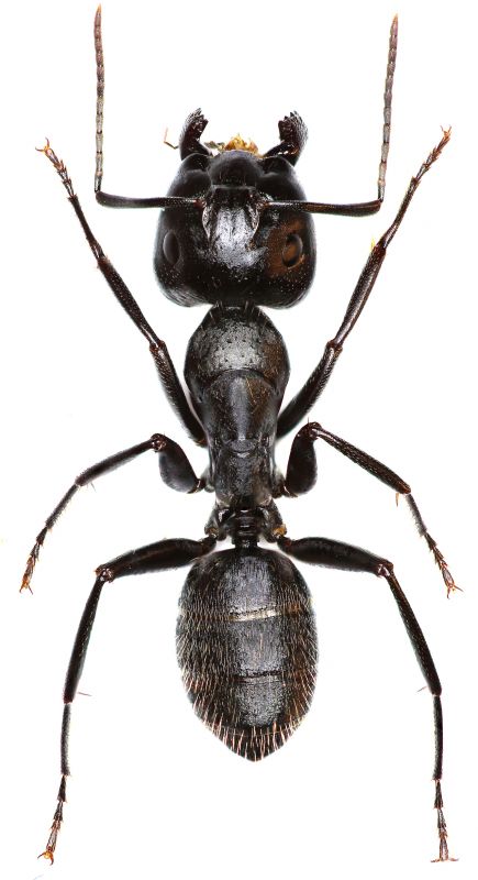 Carpenter Ant Exterminators detail