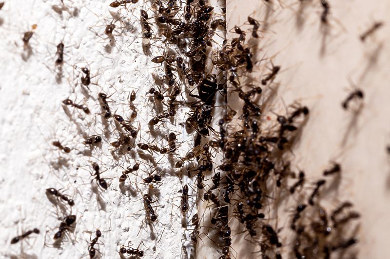 Safe Ant Pest Control Options For Homes With Children And Pets